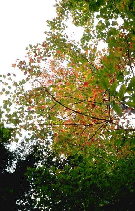 Autumn Morning