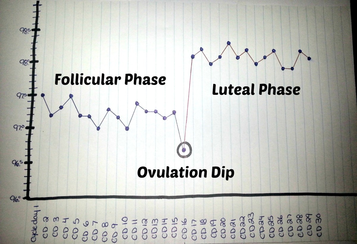 Ovulation Dip Bbt Chart