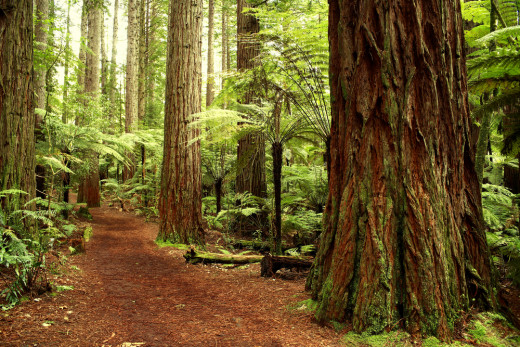 The Redwoods