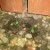 Two strong plants planted straight outdoors at around 22 days. Two strong plants planted straight outdoors at around 22 days.