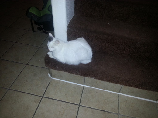 All four cats love to lay on the starway!