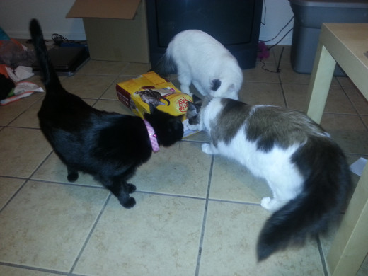 The food smells the same!