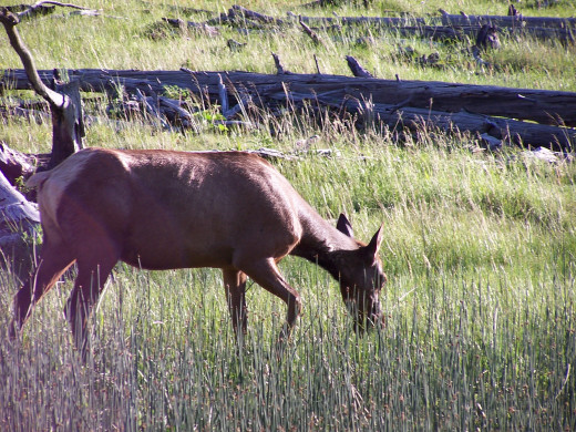 Blogs can be about anything that interests you...like wildlife