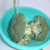 Wash the broccoli thoroughly using cold water Wash the broccoli thoroughly using cold water