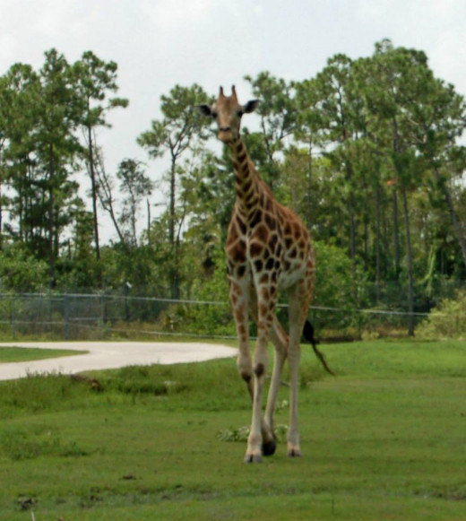 Giraffe walking near car. photo by AMB