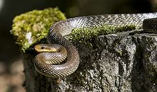 Rat snakes are just one of the many animals that prey on our migratory song birds.
