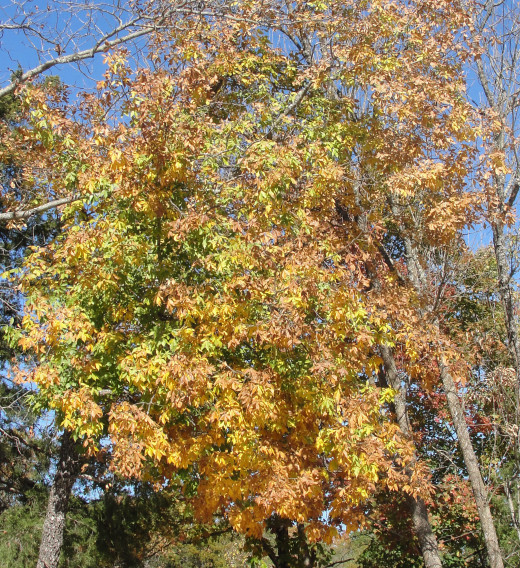 Oak tree in fall with pines in the background in the Ozarks