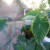 Taro on container. ( Colocasia esculenta.) Taro on container. ( Colocasia esculenta.)