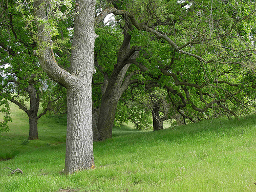 Natural resources