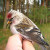 Photo of male Common Redpoll Photo of male Common Redpoll