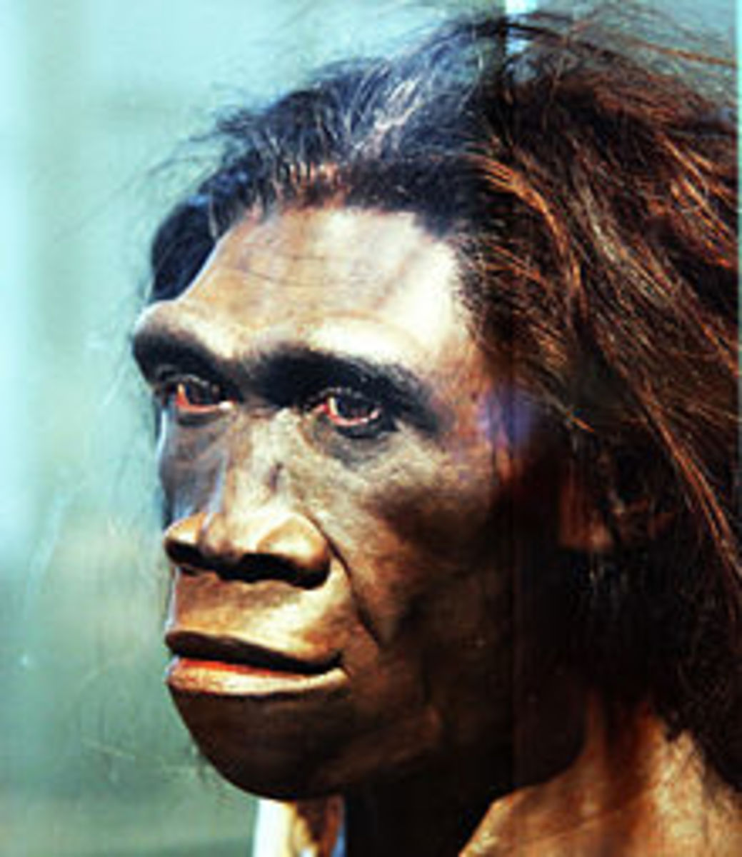 A model of the face of an adult female Homo Erectus