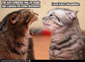 Understanding the sounds and body language of your cat