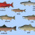 Varieties of Salmon Varieties of Salmon