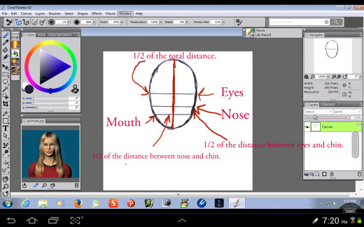 Proportions of the Face.