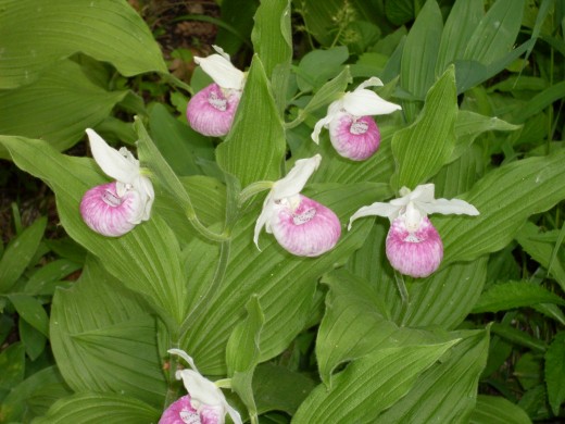 The Minnesota Landscape Arboretum--the Showy Lady Slipper, Minnesota's rare and endangered state flower
