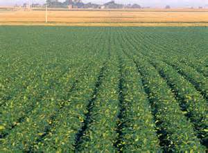 soy field