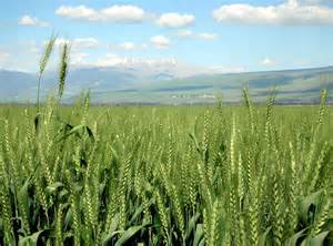 wheat field