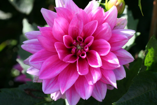 Dahlia in full bloom - Germany