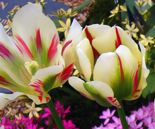 Tulip 'Flaming Spring Green'