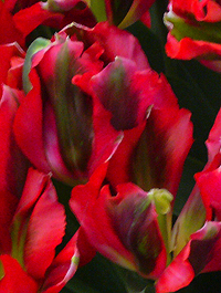 Tulip 'Hollywood'