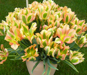 Tulip 'Green River'