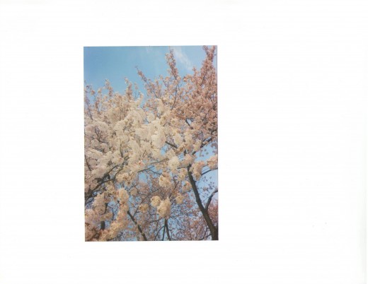 the cherry blossoms of Washington, DC