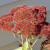 An Autumn Sedum showing its autumn color. An Autumn Sedum showing its autumn color.