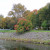 A lone tree tipped in red. A lone tree tipped in red.