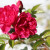 The last rose of summer (seen in fall). The last rose of summer (seen in fall).
