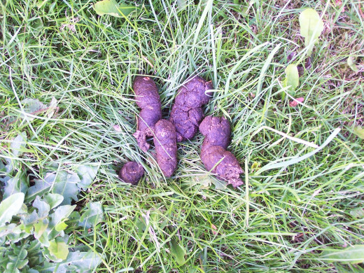 Was I successful or is this introduction just so much dog doo doo?