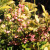 Fall berries on a Euonymus bush. Fall berries on a Euonymus bush.