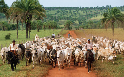 Commercial cattle ranching in the former rainforest.