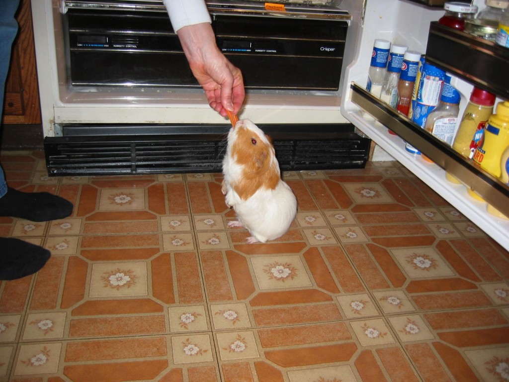 Train Your Guinea Pig To Sit Up