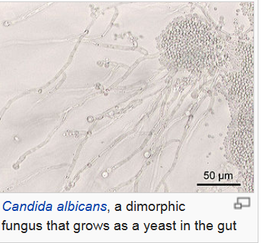 Gut Fungus