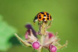 https://usercontent2.hubstatic.com/8462997_f260.jpg