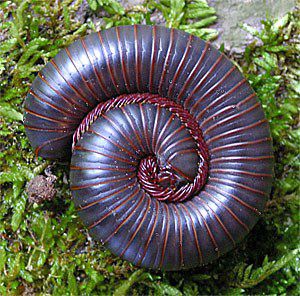 Beautiful millipede with glazed skin