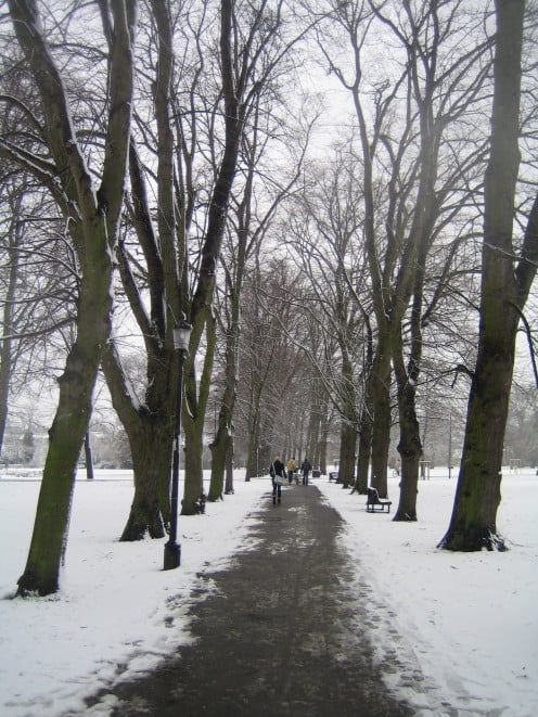  Tree-lined path in Christ's Pieces, Cambridge, UK in winter