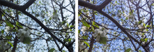 Before and after of a cherry blossom shot.