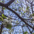 Changing the white balance to custom and clicking on the white cherry blossom.