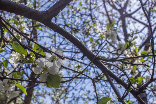Changing the white balance to custom and clicking on the white cherry blossom.