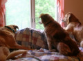 8 Signs of Dog Separation Anxiety
