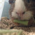 Sonic eating some kale. Sonic eating some kale.