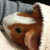Tails' beautiful red fur. Tails' beautiful red fur.