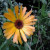 Calendula growing with the vegetables Calendula growing with the vegetables