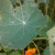 Nasturtium drawing away pests such as caterpillars Nasturtium drawing away pests such as caterpillars