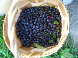 Healthy and Delicious Dried Blueberries - Some Facts, Drying Tips and Recipes