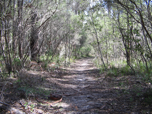 One of the many bush tracks to hear and see the native  fauna and flora