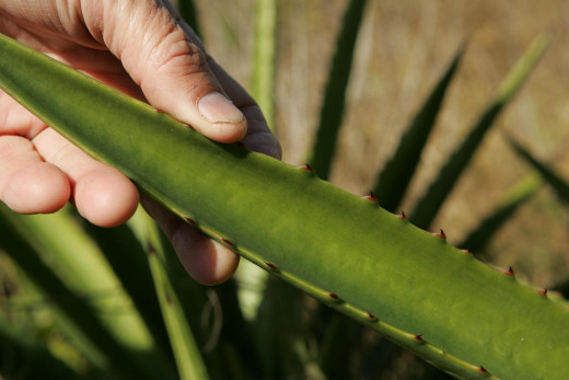 Aloe juice is a strong laxative.