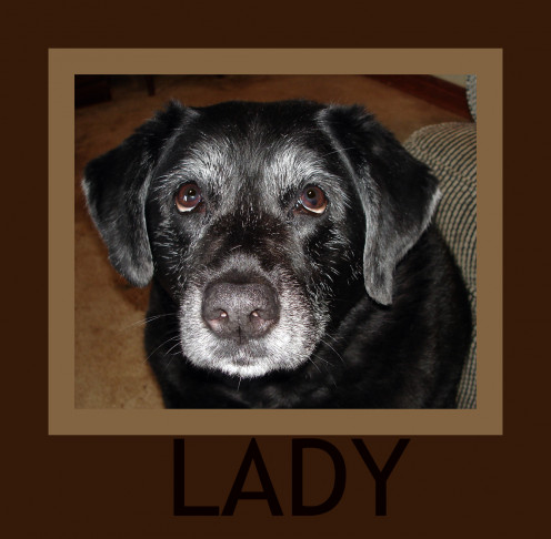 Still agile and happy at 13 years old. Still agile and happy at 13 years old.