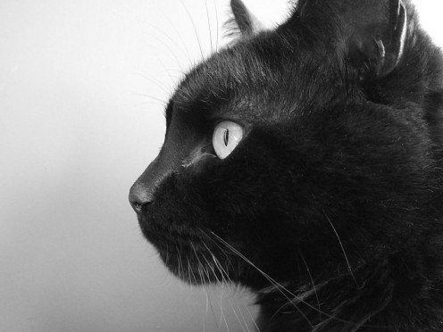 Egyptian Animal Spirit Guides: Cat, Bull, Frog, Jackal, and More Egyptian Animal Spirit Guides: Cat, Bull, Frog, Jackal, and More